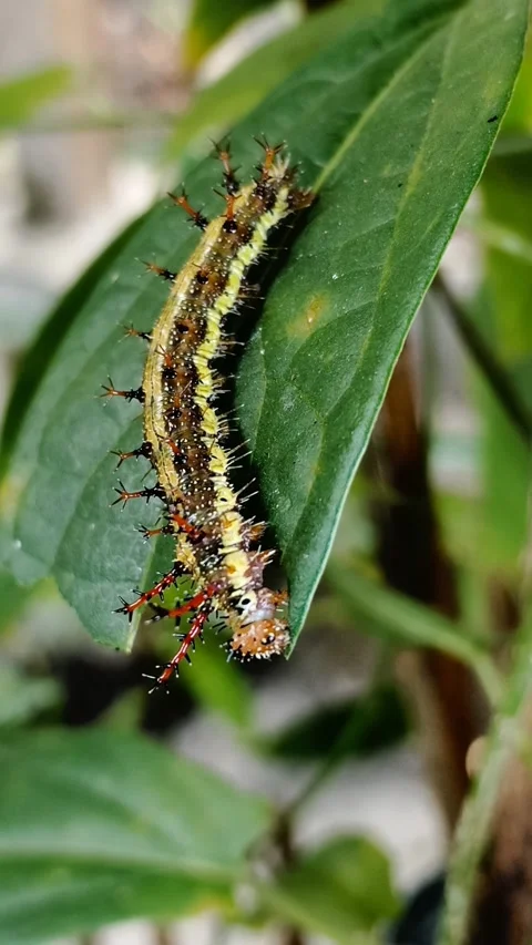 Last instar of Clipper caterpillar feed on Zanonia leaf - Parthenos sylvia Stock Footage 341412290
