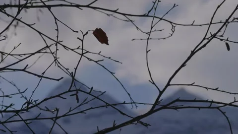 Last Leaf of Autumn on Bare Tree Branches in Winter Stock Footage 320852849