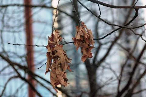 The last leaf on the branch Stock Photos