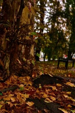 Last leaf on the branch Stock-Fotos