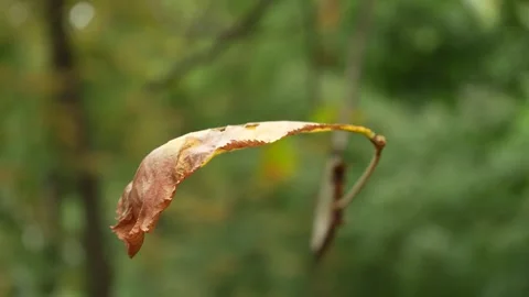 The last leaf of the chestnut tree swings in autumn Stock Footage 250865873