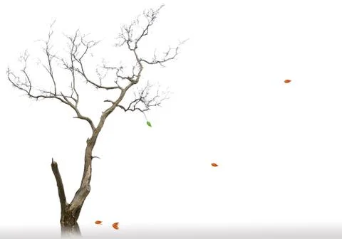 The last leaf of dead and dry tree Stock Illustration