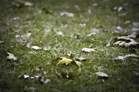 Last leaf of the fall Stock Photos