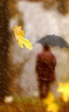 The last leaf falls. Stock Photos