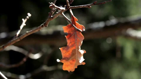 The last leaf falls from the tree. St. Petersburg. Russia. Stock Footage 37245902