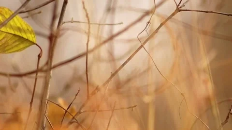 The Last Leaf Stock Footage 31181679