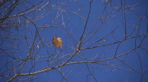 The last leaf Stock-Footage 37232495