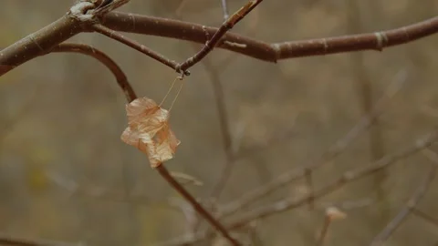 The Last Leaf Stock Footage 265494936