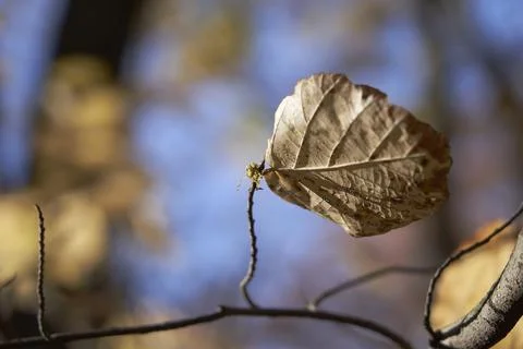 Last leaf holding tight Stock Photos