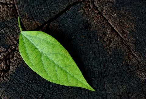 The last leaf Stock Photos