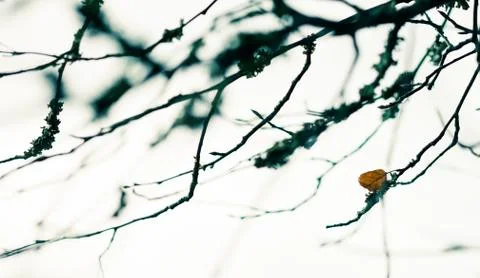 Last leaf Fotos Stock