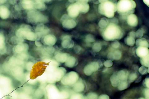 The last leaf Stock-Fotos