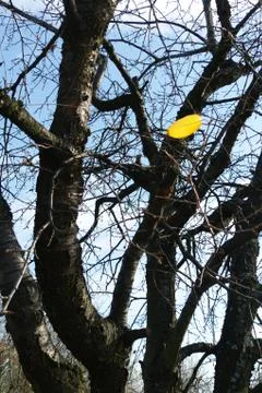 Last leaf Stock Photos