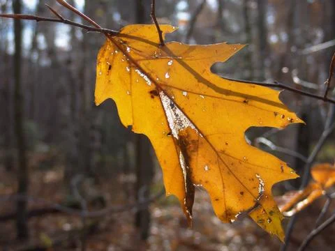 Last leaf Stock Photos