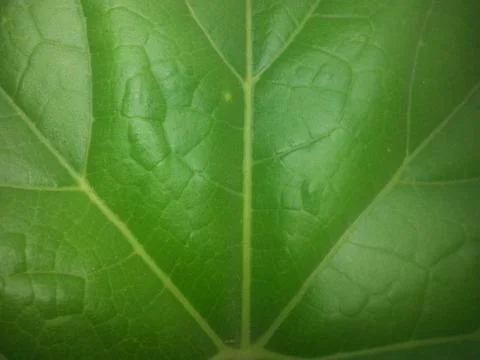 The last leaf 스톡 사진