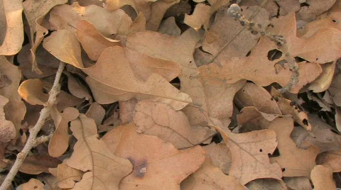 Last Leaf Standing Stock Footage 590085