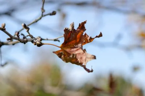 The last leaf of the tree on autumn Stock Photos