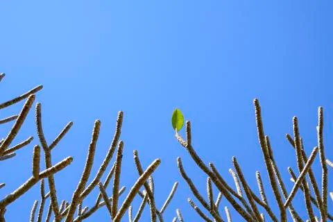 Last leaf on the tree Stock Photos