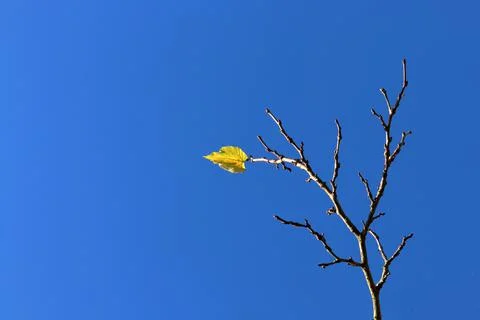 Last leaf on the tree Stock Photos