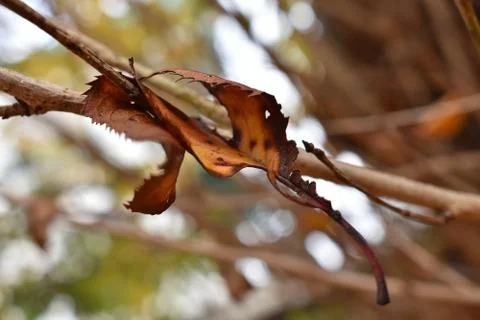 The last leaf before winter comes in Stock-Fotos