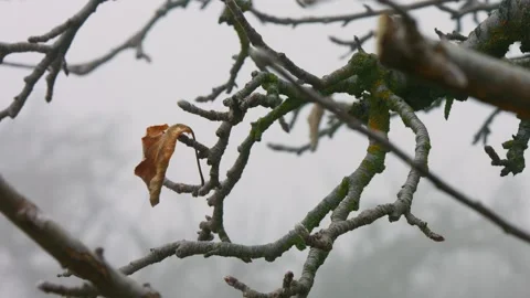 Last leaf of winter Stock Footage 272499556