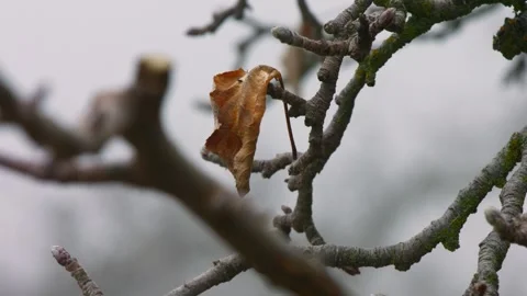 The last leaf of winter Stock Footage 274096343