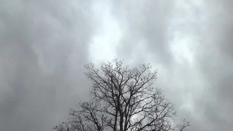 The last leaves blow off a maple tree set against a gray sky Stock Footage 324586730