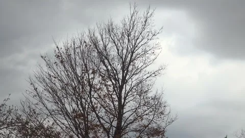 The last leaves blow off a maple tree set against a gray sky Stock Footage 324586731