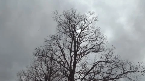The last leaves blow off a maple tree against a gray sky Stock Footage 324586757