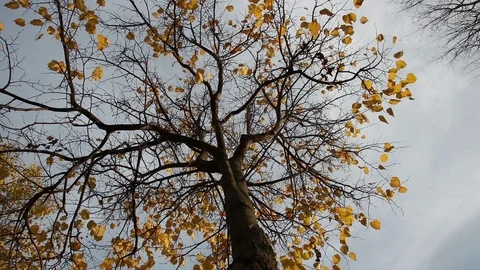 Last leaves on a linden tree Stock Footage 104584288