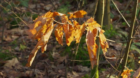Last leaves of an oak tree at the end of autumn season lit by the afternoon sun. Stock Footage 269203650