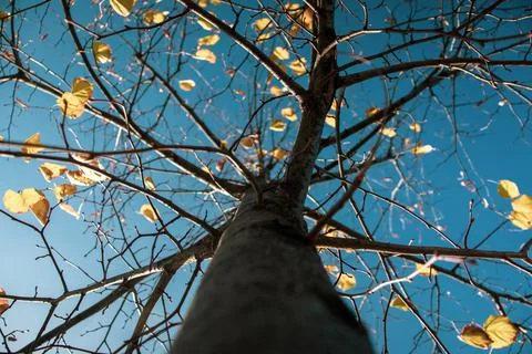 Last Leaves Stock Photos