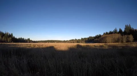 Last Light Creeping Up the Trees 库存影片 62577961