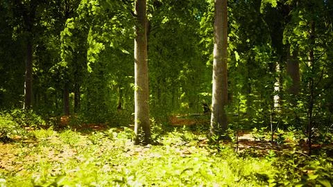 Last light of day entering old forest just rain after Stock Illustration