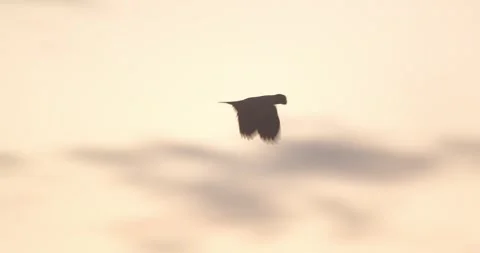 The last light of the sun silhouettes a single fast parrot flying over Peru’s Stock Footage 306047005