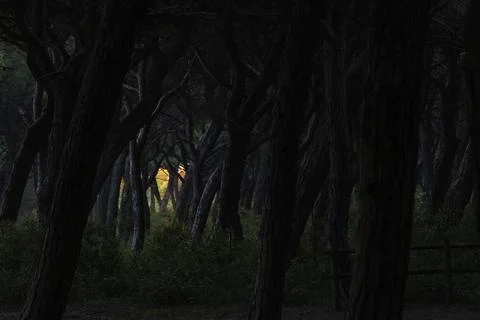 The last light of the sunset filtering through the trees in the pine forest Stock Photos