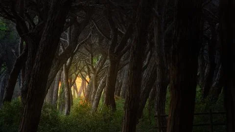 The last light of the sunset filtering through the trees in the pine forest Stock Photos