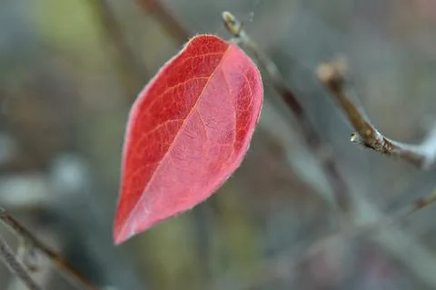 The last lonely bright red leaf of autumn. November. Loneliness concept. forc Stock Photos