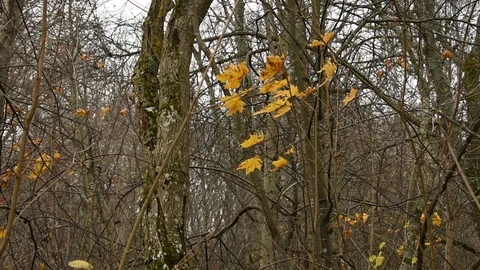 Last maple leaves, forest Stock Footage 118307594