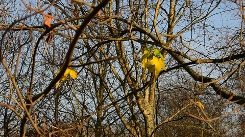 Last maple leaves, sunset Stock Footage 118430381