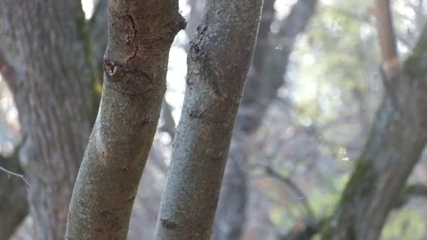Last midges is fuss about in the rays of the autumn sun Stock Footage 82485082