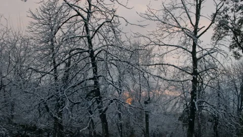 Last moment of sunset between snowy trees Stock Footage 149823685