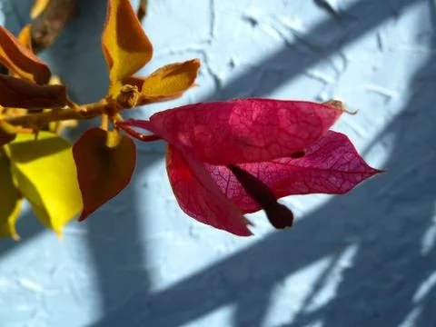 Last petals Stock Photos