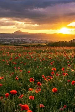 Last rays - Derniers rayons Stock Photos
