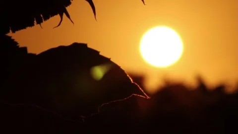 Last rays of sun feeding a healthy sunflower Stock Footage 72271330