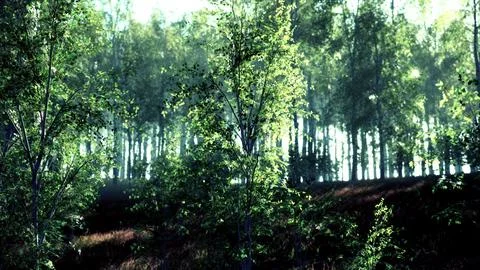 The last rays of the sun filter through the birch forest Stock Illustration