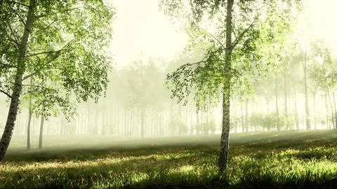 The last rays of the sun filter through the birch forest Ilustração Stock