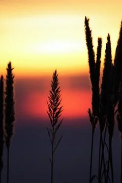 Last rays of the sun. Stock Photos