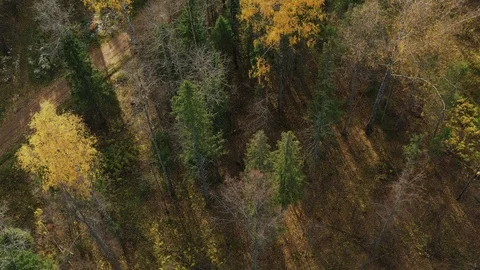 Last rays of a sun, shinning through colorful forest in the afternoon, before Stock Footage 118068908