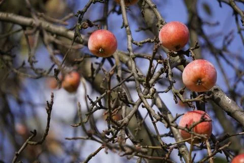 The last red apples on empty branches against the blue sky in autumn. the cha Stock Photos